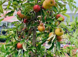 Fruitbomen & Fruitplanten kopen | GroenRijk Den Bosch