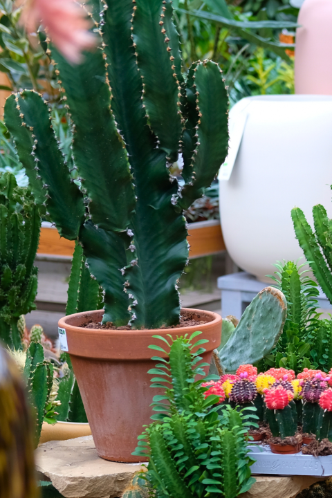 Cactussen en vetplanten koop je bij tuincentrum GroenRijk Den Bosch!