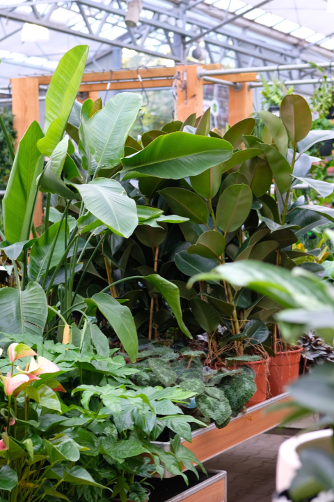 Luchtzuiverende kamerplanten koop je bij tuincentrum GroenRijk Den Bosch!