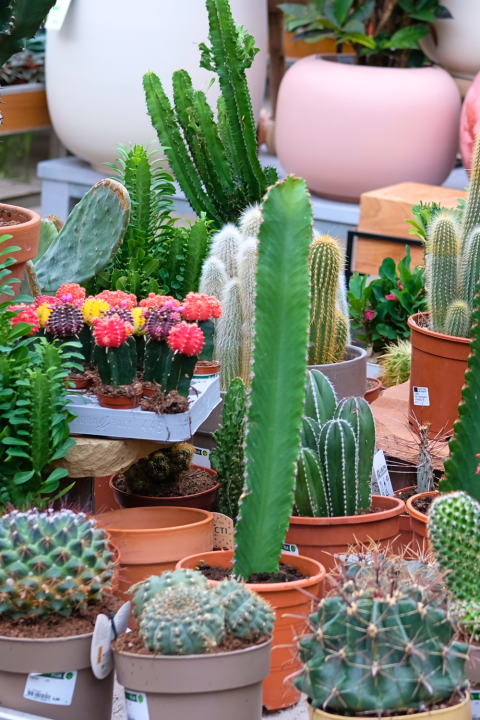 Cactussen en vetplanten koop je bij tuincentrum GroenRijk Den Bosch!