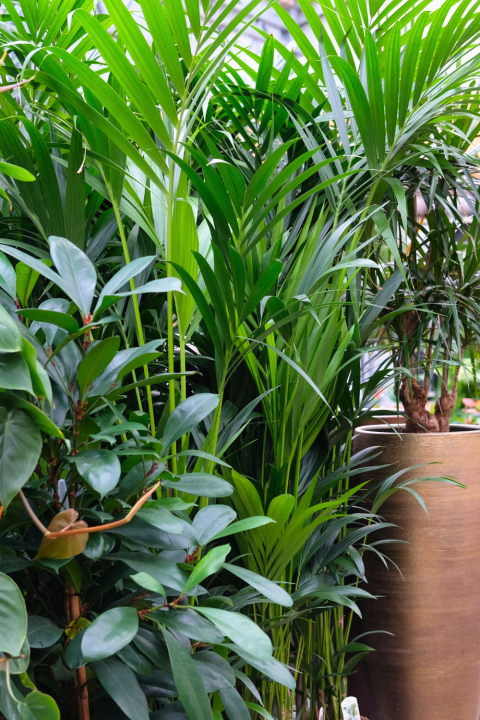 Luchtzuiverende kamerplanten koop je bij tuincentrum GroenRijk Den Bosch!