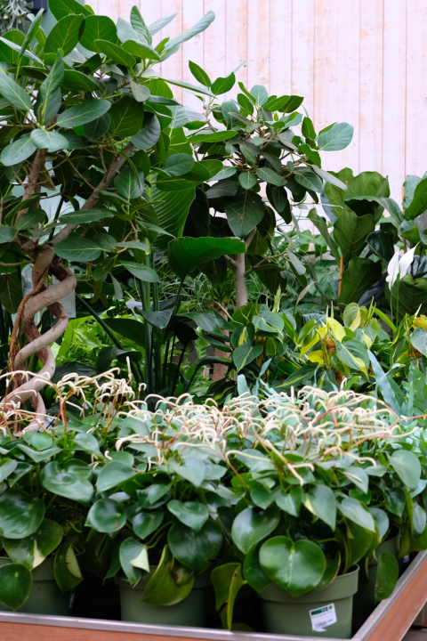 Luchtzuiverende kamerplanten koop je bij tuincentrum GroenRijk Den Bosch!