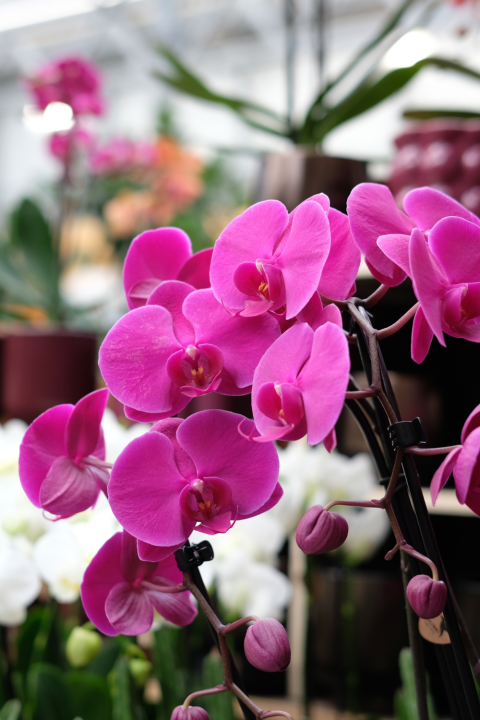 Bloeiende kamerplanten koop je bij tuincentrum GroenRijk Den Bosch!