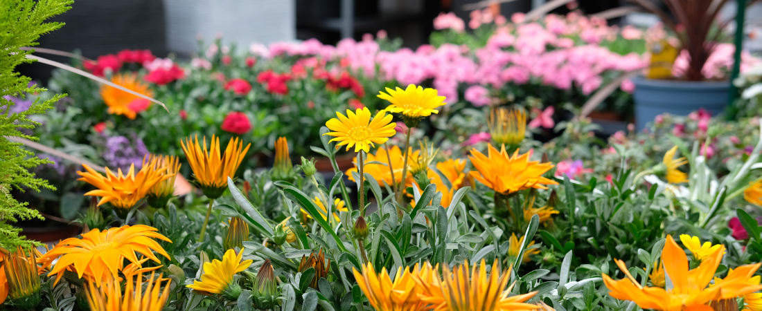 Buitenplanten shop je bij tuincentrum GroenRijk Den Bosch!