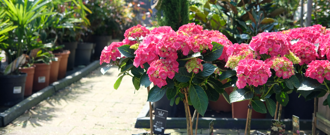 Planten buiten neerzetten? Goed idee!