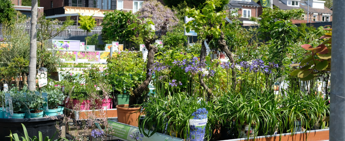 Tuinplanten shop je bij tuincentrum GroenRijk Den Bosch!
