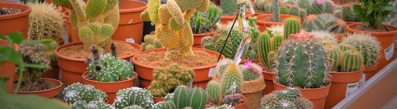 Een cactus of vetplant koop je bij GroenRijk Den Bosch!