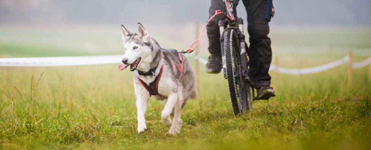 Tips voor het fietsen met een hond | GroenRijk Den Bosch