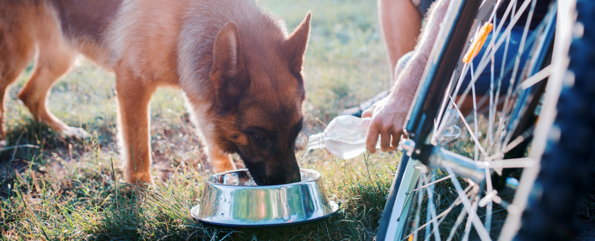 Tips voor het fietsen met een hond | GroenRijk Den Bosch