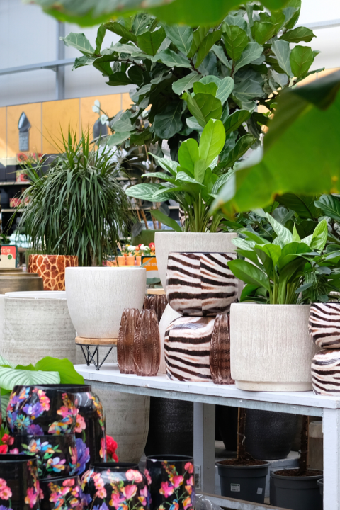 Groene kamerplanten koop je bij tuincentrum GroenRijk Den Bosch! Groene kamerplanten koop je bij tuincentrum GroenRijk Den Bosch!