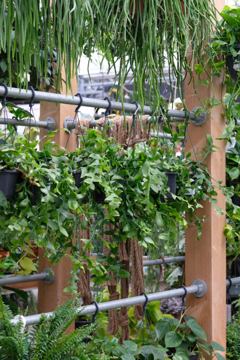 Groene kamerplanten koop je bij tuincentrum GroenRijk Den Bosch! Groene kamerplanten koop je bij tuincentrum GroenRijk Den Bosch!