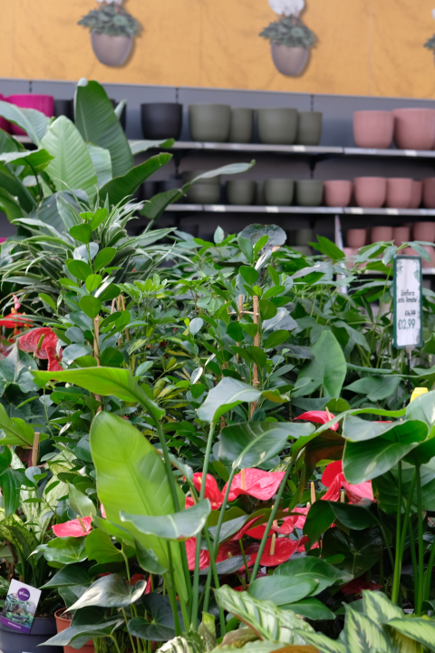 Kamerplanten koop je bij GroenRijk Den Bosch! Kamerplanten koop je bij GroenRijk Den Bosch!