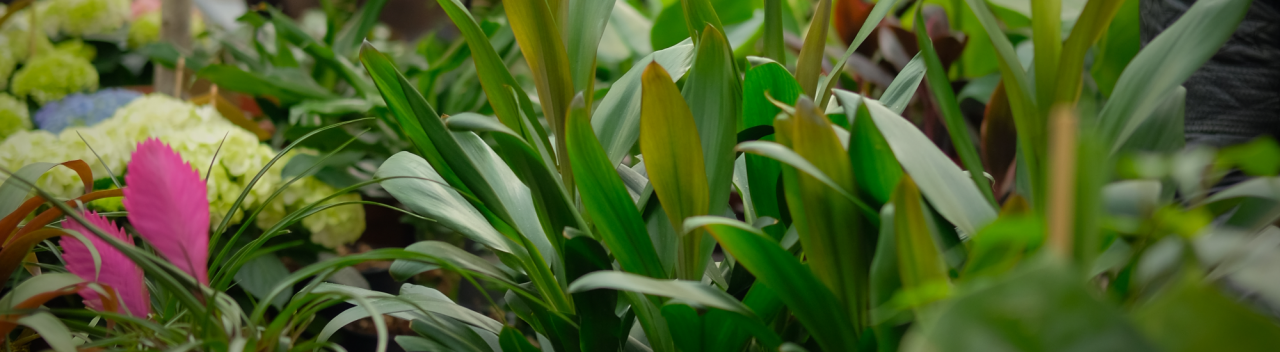 Groene kamerplanten kopen bij GroenRijk Den Bosch!