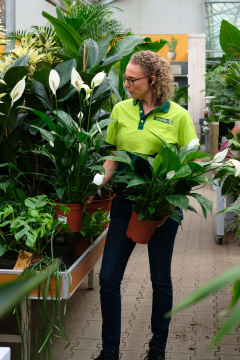Bloeiende kamerplanten koop je bij tuincentrum GroenRijk Den Bosch!