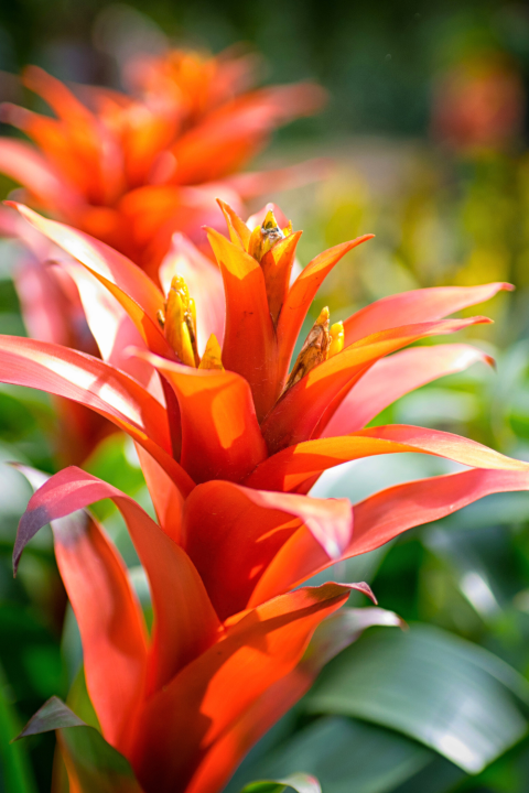 Kamerplanten koop je bij GroenRijk Den Bosch!