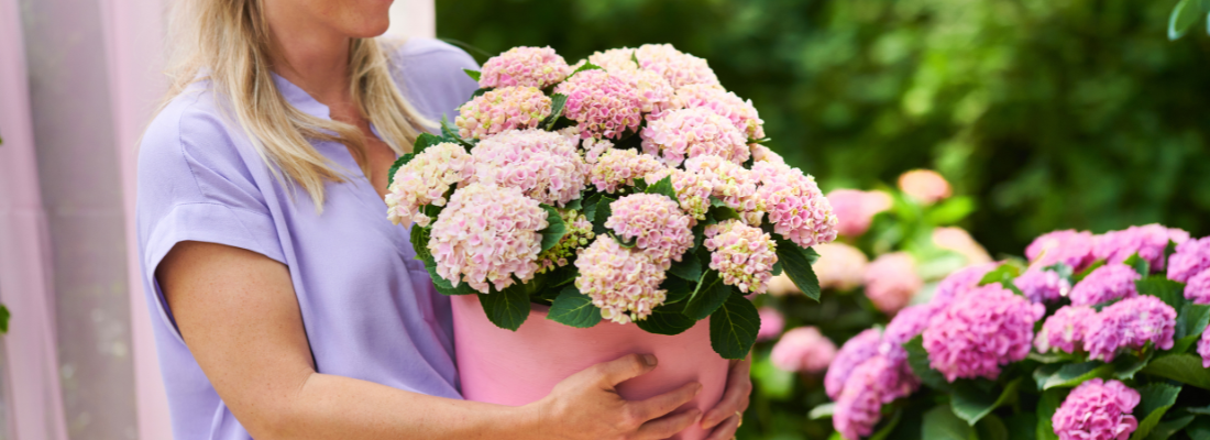 De kracht van hortensia’s: een echte blikvanger