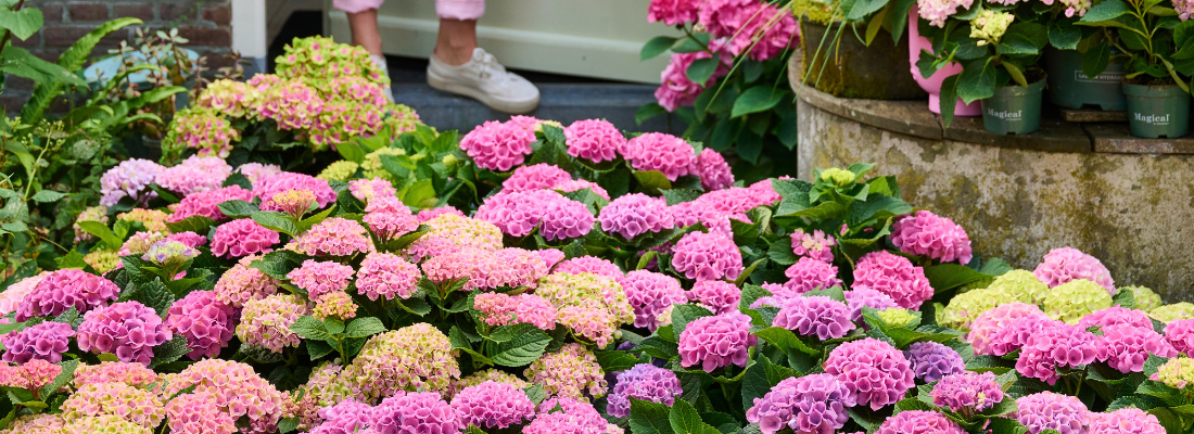 De kracht van hortensia’s: een echte blikvanger