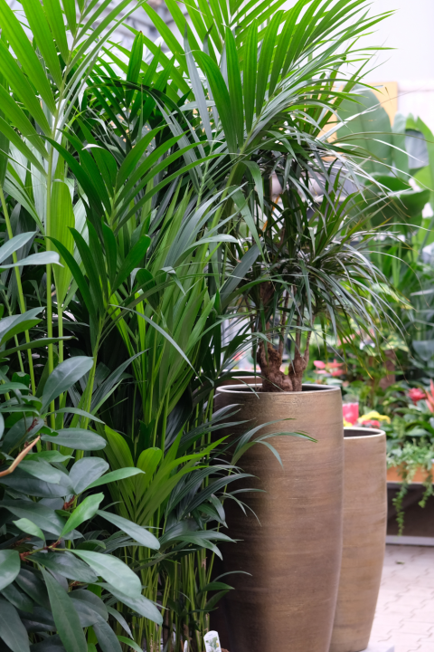 Kamerplanten koop je bij GroenRijk Den Bosch! Kamerplanten koop je bij GroenRijk Den Bosch!