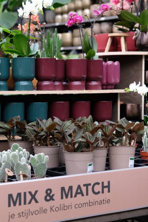 Kamerplanten koop je bij GroenRijk Den Bosch! Kamerplanten koop je bij GroenRijk Den Bosch!