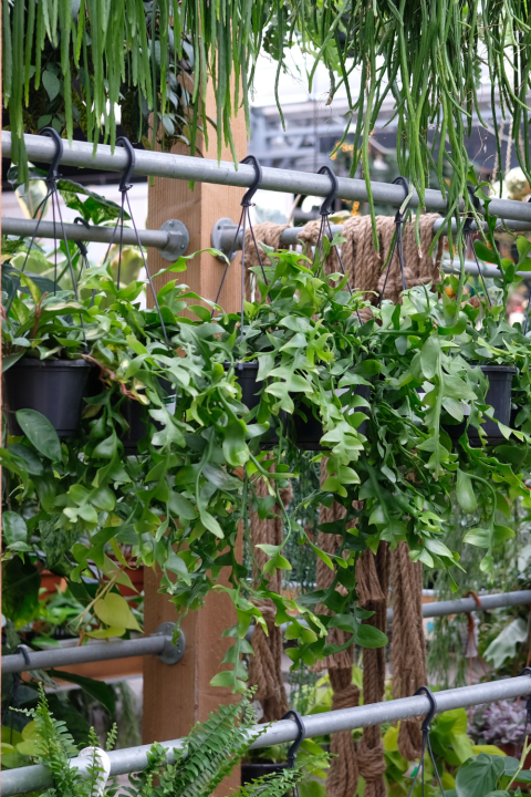 Kamerplanten koop je bij GroenRijk Den Bosch! Kamerplanten koop je bij GroenRijk Den Bosch!