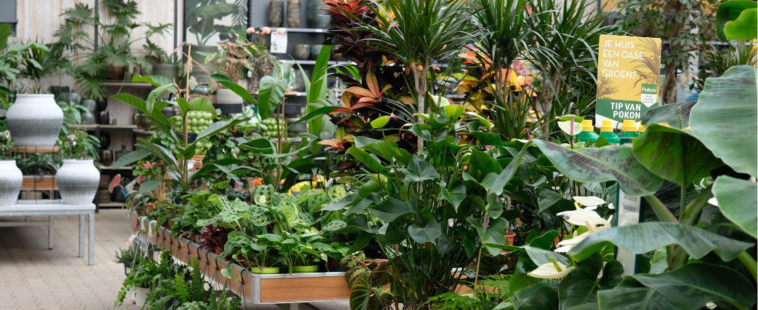 Shop kamerplanten bij tuincentrum GroenRijk Den Bosch