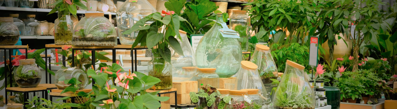 Kamerplanten groot en klein koop je bij GroenRijk Den Bosch!