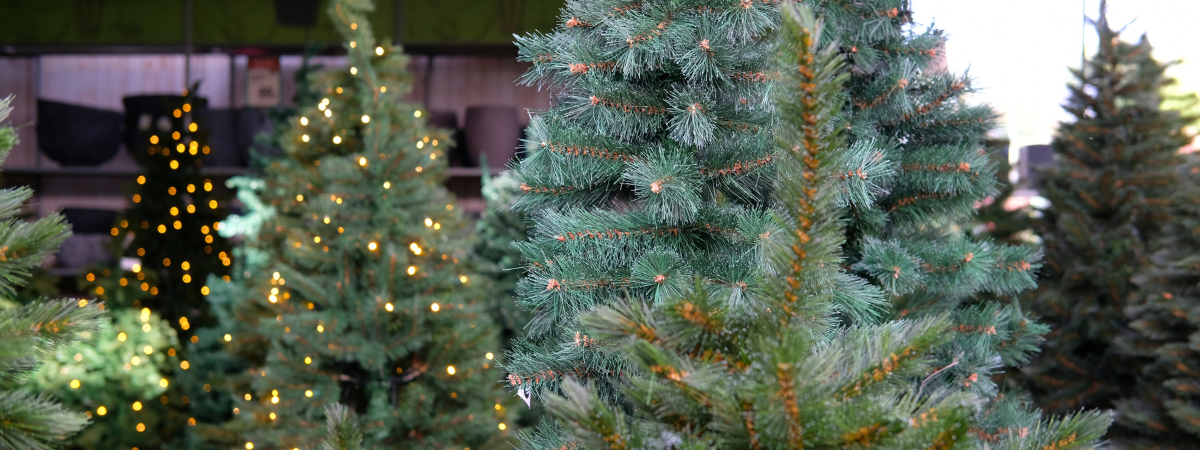 Shop jouw kerstboom bij tuincentrum GroenRijk Den Bosch!