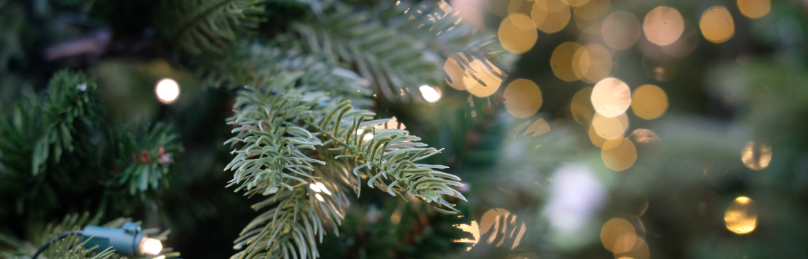 Kerstboom kopen | GroenRijk Den Bosch