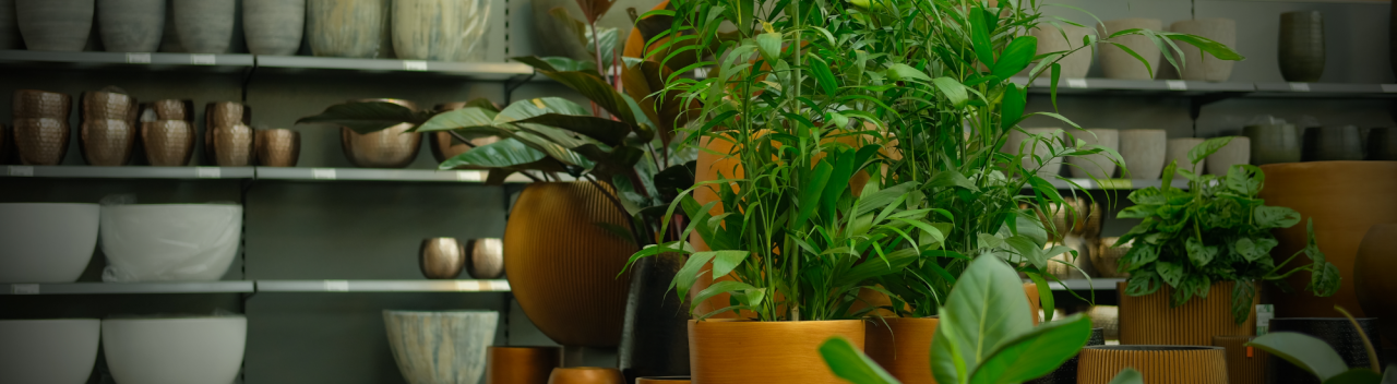Luchtzuiverende kamerplanten koopt u natuurlijk bij GroenRijk Den Bosch!
