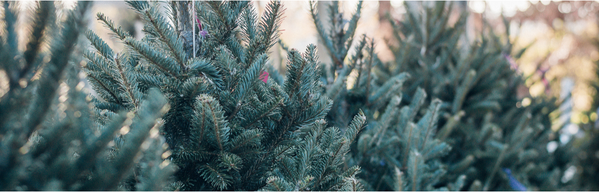 Kerstboom kopen | GroenRijk Den Bosch
