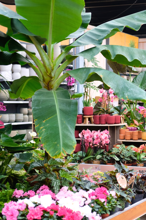 Grote kamerplanten koop je bij tuincentrum GroenRijk Den Bosch!