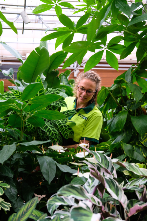 Grote kamerplanten koop je bij tuincentrum GroenRijk Den Bosch!