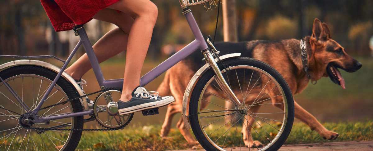 Tips voor het fietsen met een hond | GroenRijk Den Bosch