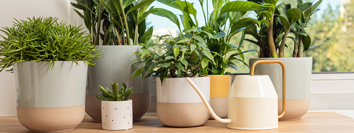 Bij GroenRijk Den Bosch vind je niet alleen de mooiste kamerplanten, maar ook alle tips én tools om ze zomerproof te maken.