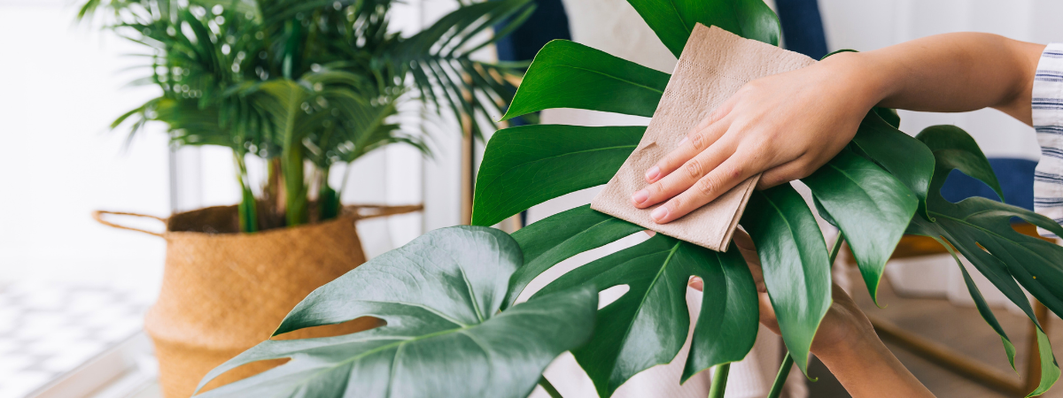 Bij GroenRijk Den Bosch vind je niet alleen de mooiste kamerplanten, maar ook alle tips én tools om ze zomerproof te maken.