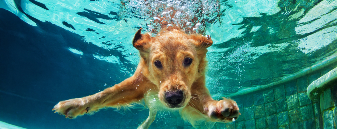 4x Zomertips voor dieren