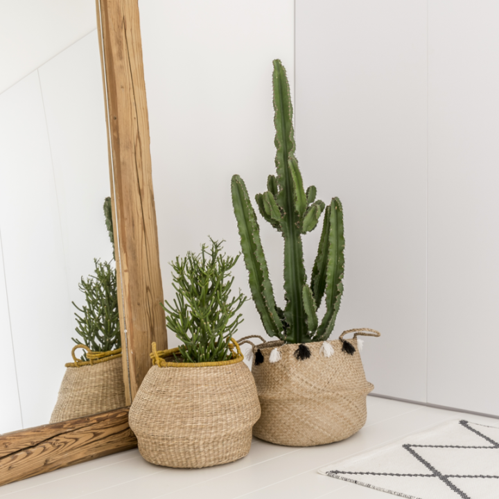 Cactus en vetplanten kopen | GroenRijk Den Bosch