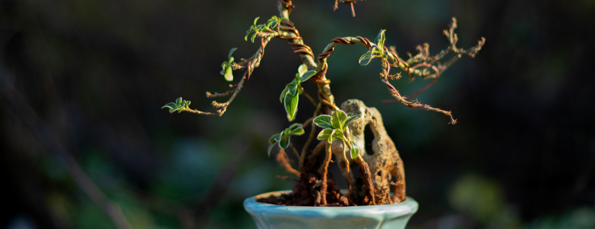 Hoe verzorg je een bonsai boompje?