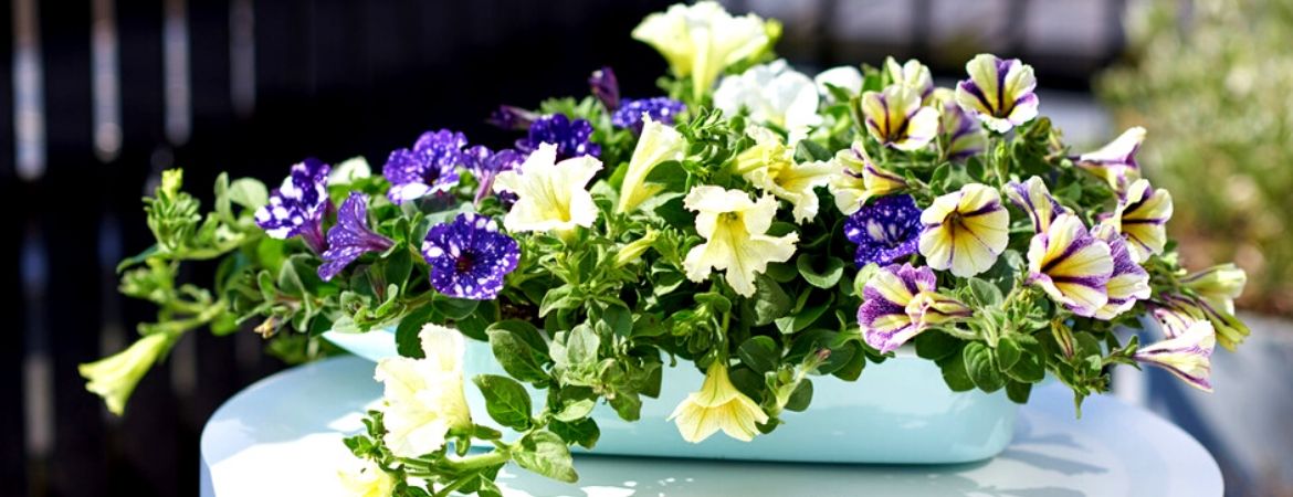 petunia: eenjarige tuinplant kopen