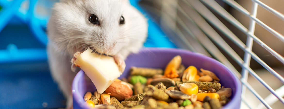 Voeding voor konijnen, cavia's en hamsters