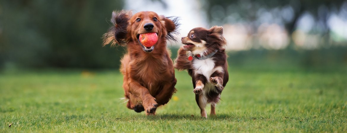 Honden verzorging artikelen in Den Bosch