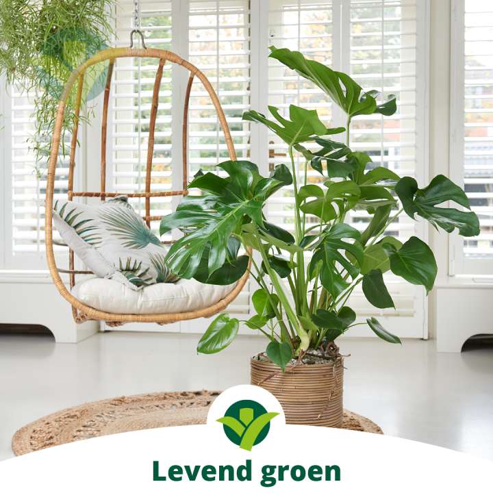 Groene kamerplanten kopen | GroenRijk Den Bosch