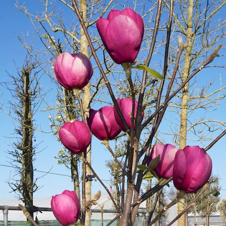 Magnolia kopen | GroenRijk Den Bosch