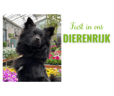 Feest in het DierenRijk