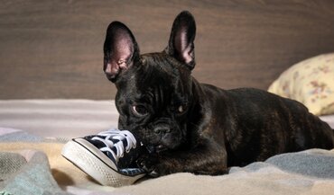 Dierendag - Lezing hondengedrag