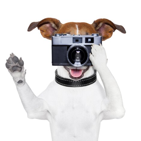 Huisdieren fotodag op 30 september & 1 oktober
