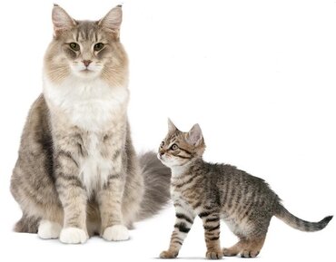 "Kattendag" bij GroenRijk Den Bosch