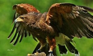 Roofvogelshow