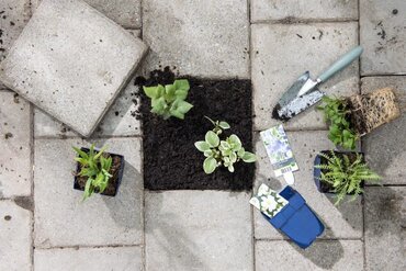 Tegel eruit, plant erin! GEANNULEERD