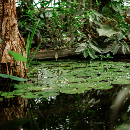 Vijverweekend - 1,2 en 3 mei